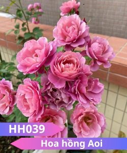 Hoa hồng Aoi