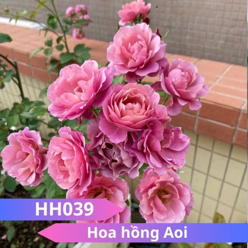 Hoa hồng Aoi