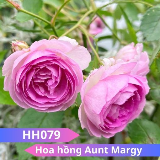 Hoa hồng Aunt Margy