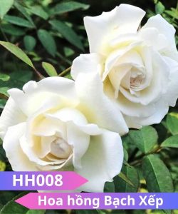 Hoa hồng Bạch Xếp