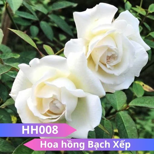 Hoa hồng Bạch Xếp