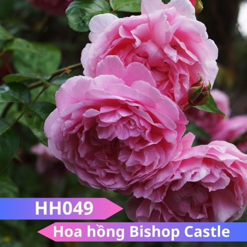 Hoa hồng Bishop Castle