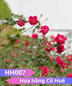 Hoa hồng Cổ Huế