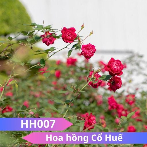 Hoa hồng Cổ Huế
