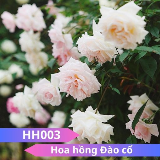 Hoa hồng Đào Cổ