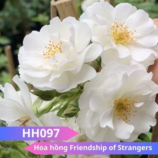 Hoa hồng Friendship of Strangers