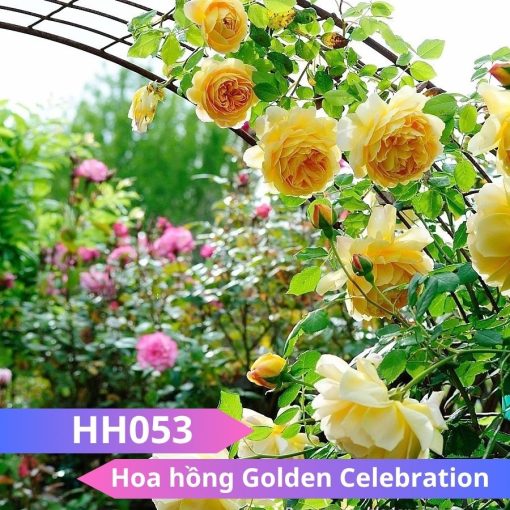 Hoa hồng Golden Celebration