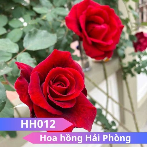 Hoa hồng Hải Phòng