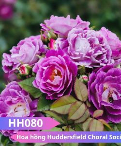 Hoa hồng Huddersfield Choral Society