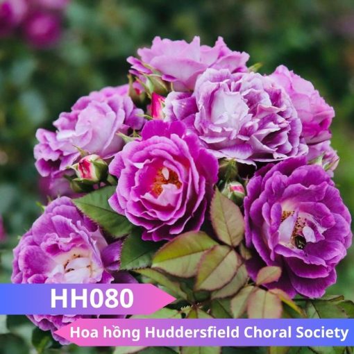 Hoa hồng Huddersfield Choral Society
