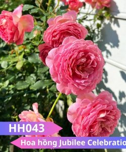 Hoa hồng Jubilee Celebration