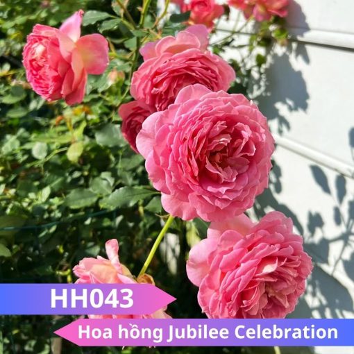 Hoa hồng Jubilee Celebration