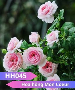 Hoa hồng Mon Couer