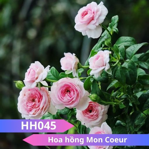 Hoa hồng Mon Couer