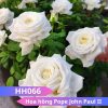 Hoa hồng Pope John Paul II