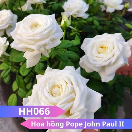 Hoa hồng Pope John Paul II