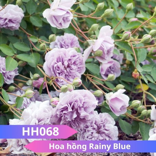 Hoa hồng Rainy Blue