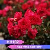 Hoa hồng Red Fairy
