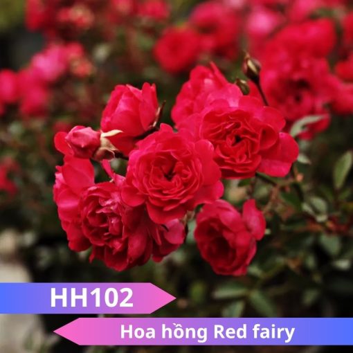 Hoa hồng Red Fairy