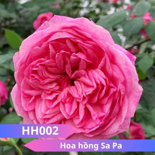 Hoa hồng Sa Pa