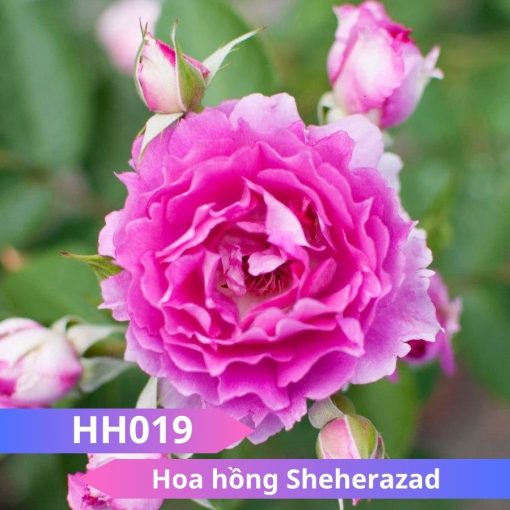 Hoa hồng Sheherazad
