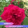 Hoa hồng Tường Vi