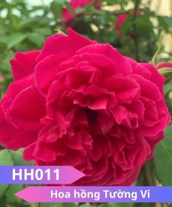 Hoa hồng Tường Vi