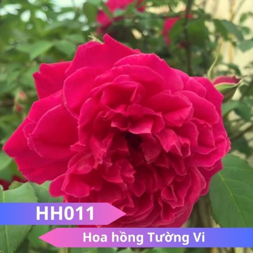 Hoa hồng Tường Vi