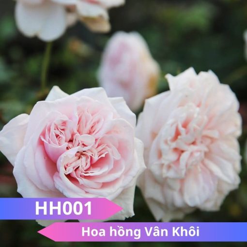 Hoa hồng Vân Khôi