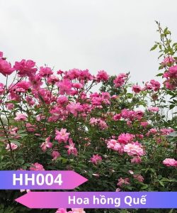 Hoa hồng Quế