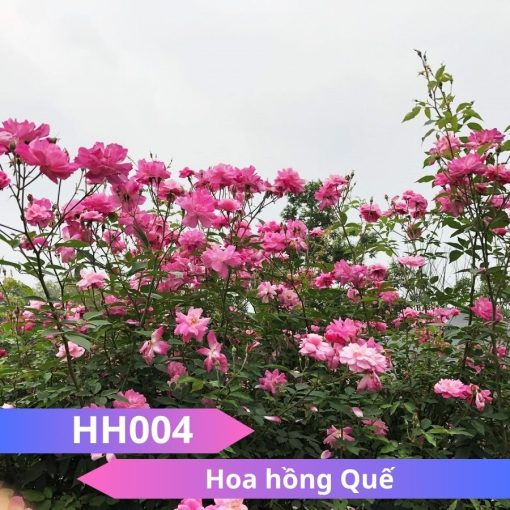 Hoa hồng Quế