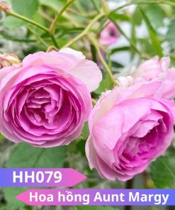 Hoa hồng Aunt Margy - HH079