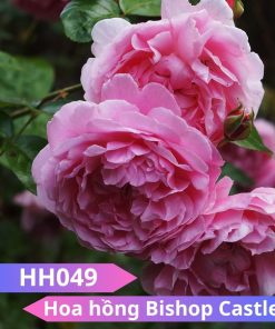 Hoa hồng Bishop Castle - HH049