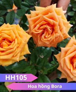 Hoa hồng Bora - HH105