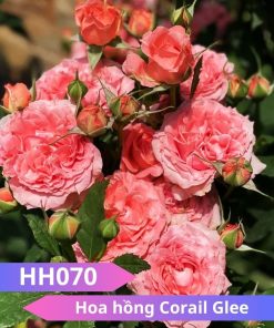 Hoa hồng Corail Gelee- HH070