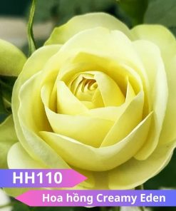 Hoa hồng Creamy Eden - HH110