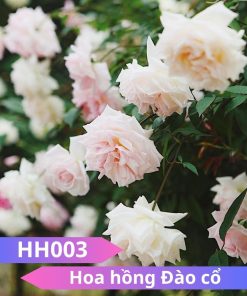 Hoa Hồng Đào Cổ - HH003