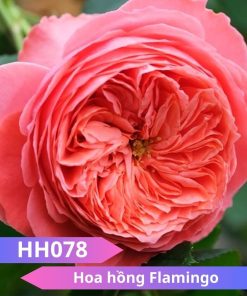 Hoa hồng Flamingo - HH078