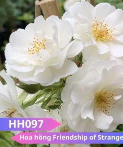 Hoa hồng Friendship of strangers - HH097