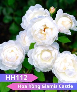 Hoa hồng Glamis Castle - HH112