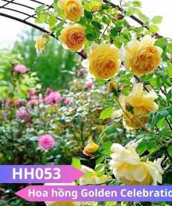 Hoa hồng Golden Celebration - HH053