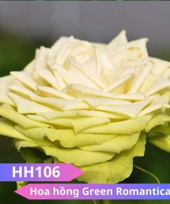 Hoa hồng Green Romantica - HH106
