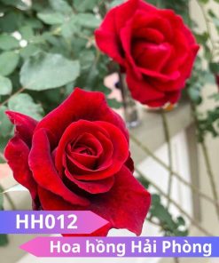 Hoa hồng Hải Phòng - HH012