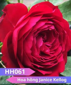 Hoa hồng Janice Kellog - HH061