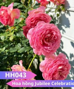 Hoa hồng Jubilee Celebration - HH043