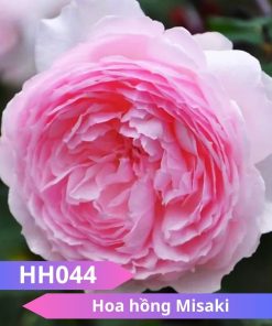Hoa hồng Misaki - HH044