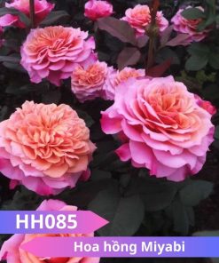 Hoa hồng Miyabi - HH085