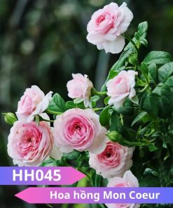 Hoa hồng Mon Couer - HH045