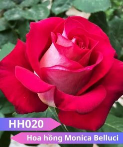 Hoa hồng Monica Belluci - HH020