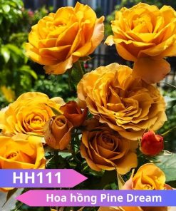 Hoa hồng Pine Dream - HH111